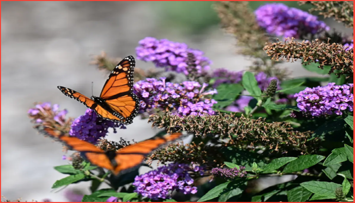 ডিয়ারবর্নে পরাগায়নকারী-বান্ধব প্রজাপতি বাগানের উদ্বোধন