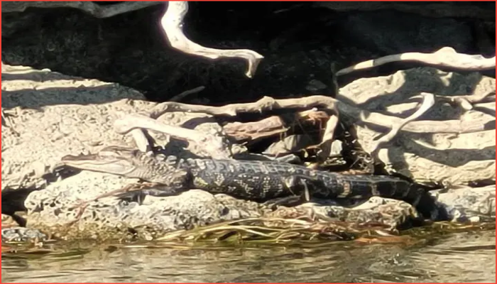 বেল আইলে আলোড়ন সৃষ্টিকারী অ্যালিগেটর অবশেষে ধরা পড়ল