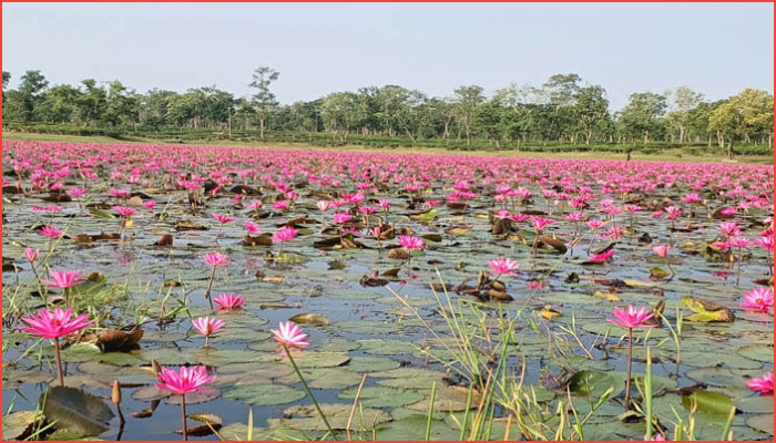 লাল মখমলের মতো শাপলা, সবুজ চায়ের দেশে রঙিন স্বপ্নের বিল লাল মখমলের মতো শাপলা, সবুজ চায়ের দেশে রঙিন স্বপ্নের বিল