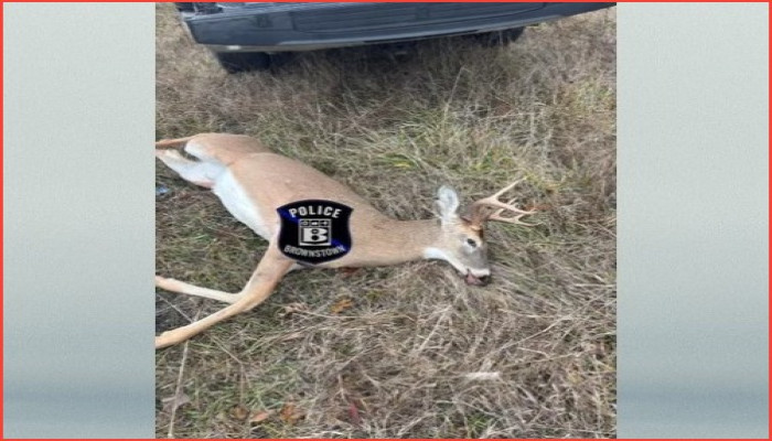 ব্রাউনসটাউন টাউনশিপে অবৈধভাবে হরিণ হত্যা