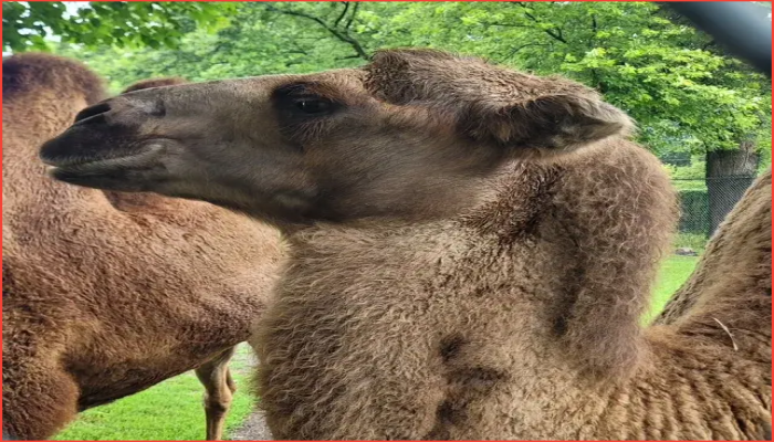 ডেট্রয়েট চিড়িয়াখানার ৬ বছরের ব্যাক্ট্রিয়ান উট ‘তুলা’ মারা গেছে