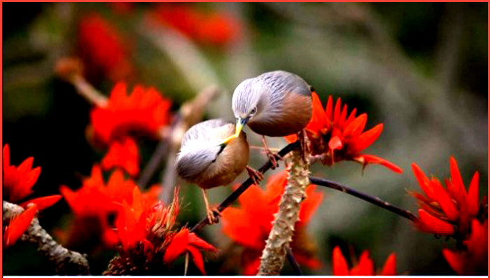 ফাগুন : বাঙালির প্রেম, শিল্প ও সংগ্রামের মাস