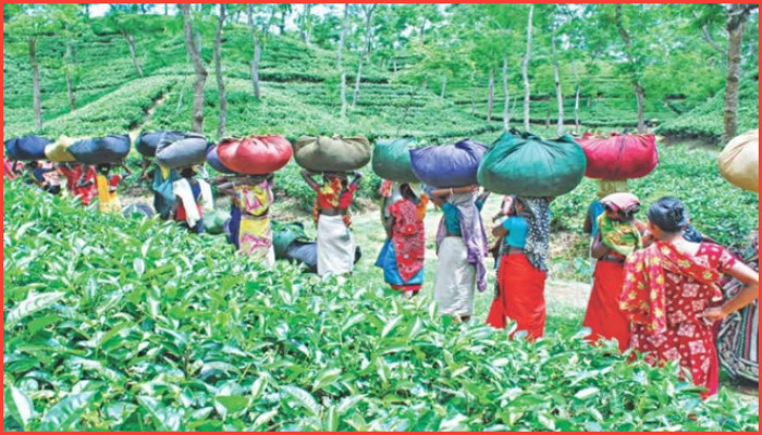 শ্রমিকের পদচারণায়  সুরমা চা বাগান ফের চাঙ্গা