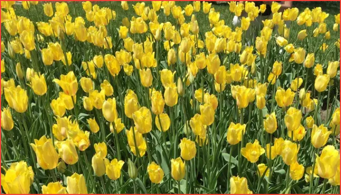 শুক্রবার শুরু হচ্ছে হল্যান্ডের ঐতিহ্যবাহী ‘টিউলিপ টাইম’ উৎসব